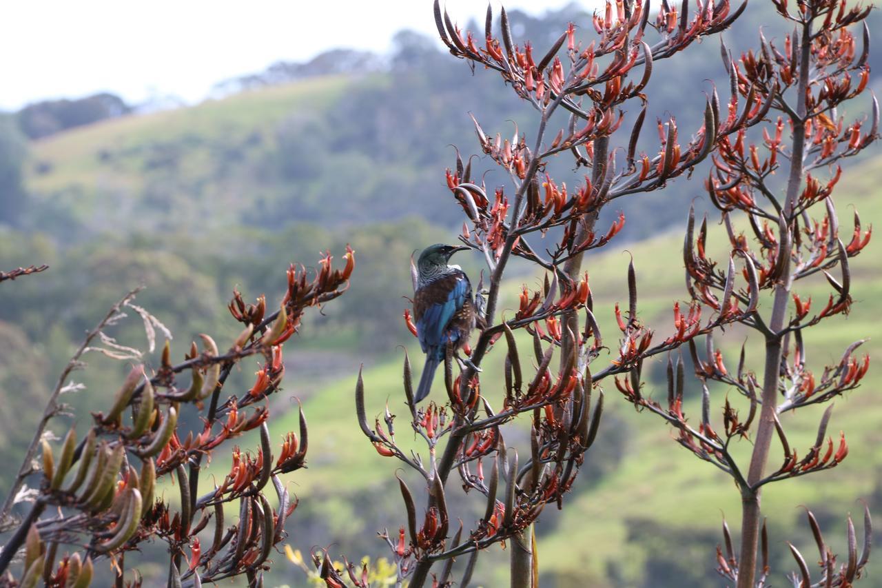 Kaka Ridge Retreat Luxury Cottage Tawharanui 외부 사진